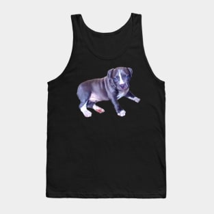 Cute Blue line pit bull dog puppy - with blue eyes Tank Top